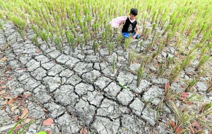 A young boy inspects rice plants in a parched field in Tanza, Cavite, last May. INQUIRER PHOTO