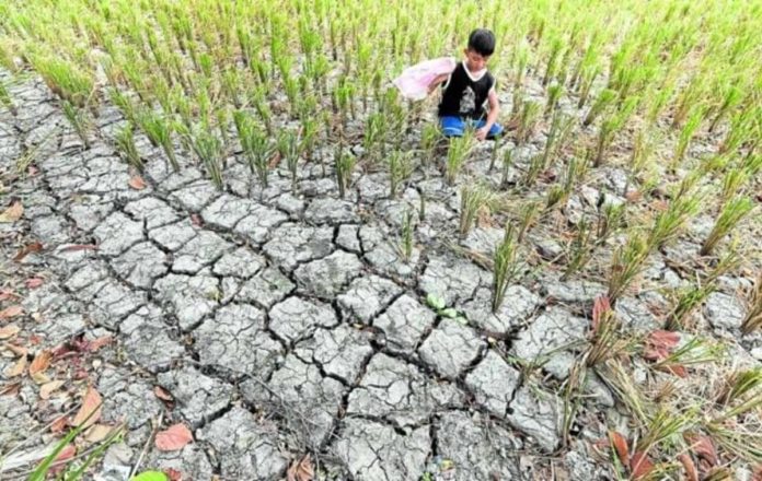 El Niño is forecast to reduce rainfall and cause farms to dry up, such as this parched field in Tanza, Cavite, photographed on May 3, 2023. File photo by MARIANNE BERMUDEZ / Philippine Daily Inquirer