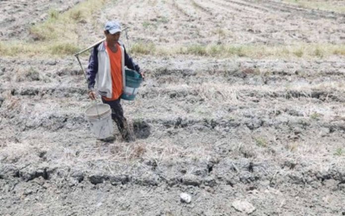 A farmer in Barangay Maname, Naic, Cavite walks along the dried-up rice field. The Philippine Atmospheric, Geophysical, and Astronomical Services Administration expects drought to extend up to second quarter next year. PNA FILE PHOTO BY YANCY LIM