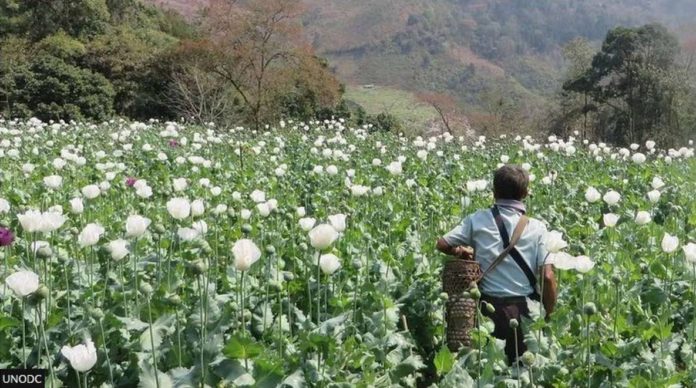 Shan State has always been Myanmar’s largest producer of opium. UNODEC