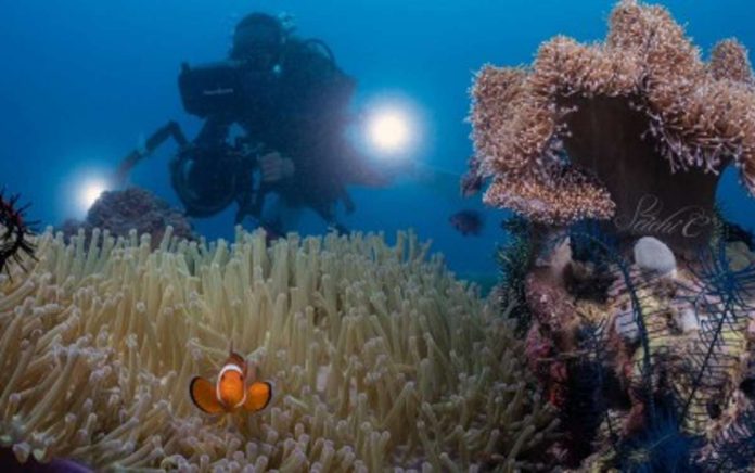 A diver takes photos of corals during the Bohol Loop Dive Expo 2023. Participated by various diving and underwater photography enthusiasts, the first-ever underwater activity in Bohol featured world-class dive sites in Central Visayas. SPARK CHAO VIA BOHOL LOOP DIVE EXPO FB PHOTO