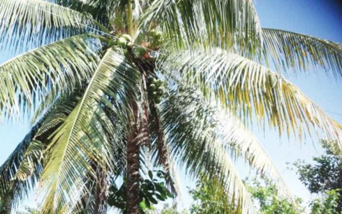 A fruit-bearing coconut tree in a backyard in Sibalom, Antique. Philippine Coconut Authority Antique head Gregory Teñoso III called for farmers to register with the National Coconut Farmers Registry System to avail of assistance. ANNABEL CONSUELO J. PETINGLAY PHOTO / PNA