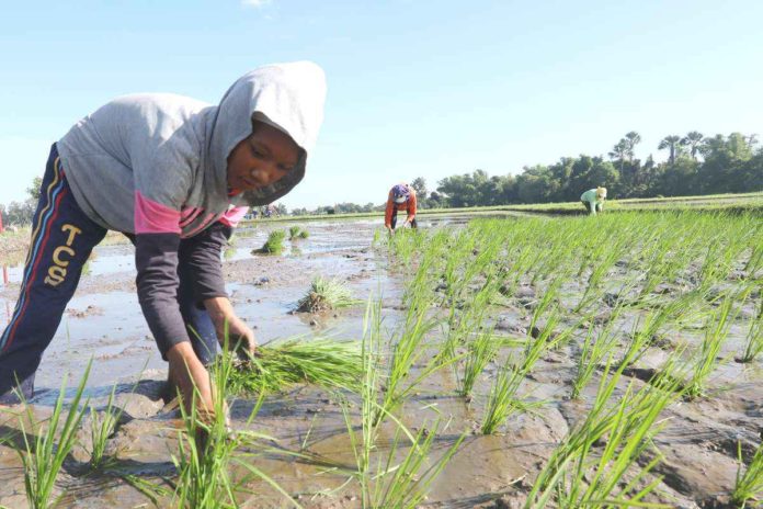 DA’s first El Niño bulletin for 2024 shows P700K losses