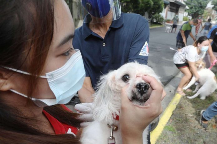 A woman holds the mouth of her pet dog while a Quezon City Veterinary worker administers a free vaccine shot against rabies in Barangay Kaligayahan in Fairview, Quezon City. Prevention is always better than cure: all cats and dogs must be vaccinated against rabies, and all animal bites must be brought to medical attention immediately. PNA