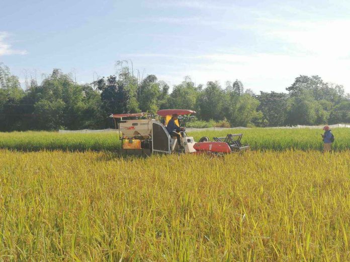 A farmer uses a machine to aid his harvesting. Importation and harvest season in the province are expected to lower the price of rice in Negros Occidental. DA-PHILRICE NEGROS/FACEBOOK