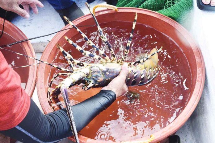 Sagay City is pioneering a lobster spawning project in Negros Island, initiating to breed rare varieties of crustaceans at the Sagay Marine Reserve. I LOVE SAGAY PHOTO