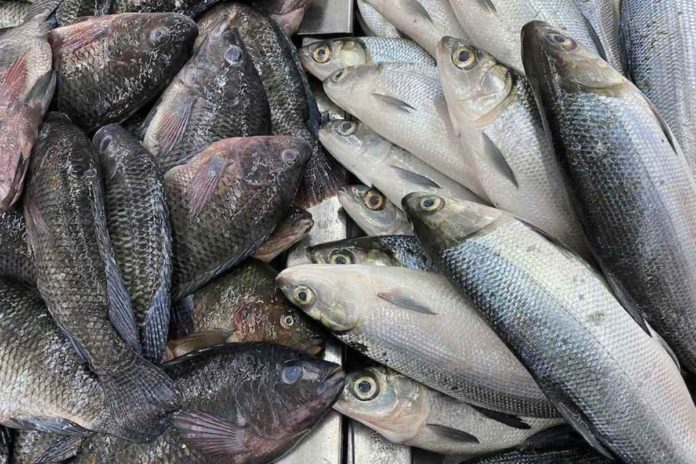 Fish is displayed for sale at the seafood section of a supermarket in Quezon City. RON CALUNSOD, ABS-CBN NEWS/FILE PHOTO