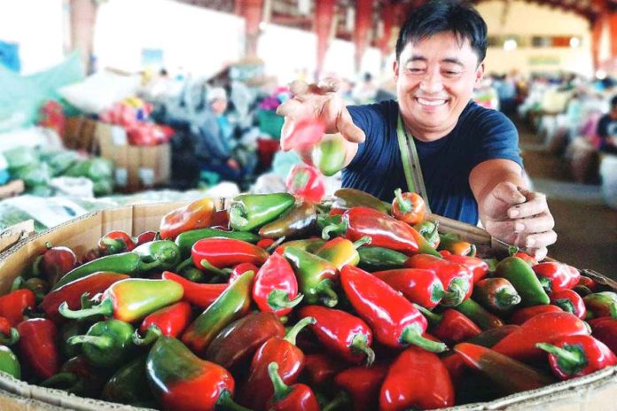 Prices of bell pepper dropped to as low as P10 per kilo. Photo shows a farmer from La Trinidad, Benguet packing his newly harvested bell peppers. DAVE LEPROZO PHOTO