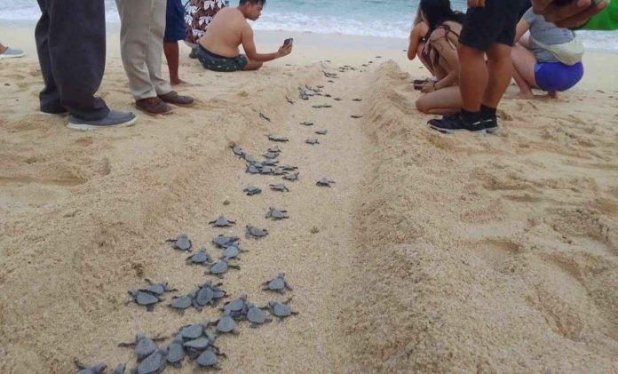 The Environment and Natural Resources Office in Boracay facilitated the release of Olive ridley turtle hatchlings in Punta Bunga, Barangay Yapak earlier this month. DENR WESTERN VISAYAS PHOTO