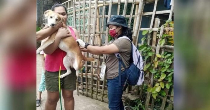 A total of 228,984 dogs in Iloilo province have been vaccinated as of Dec. 31, 2023, data from the Provincial Veterinary Office showed. PHOTO COURTESY OF PNA