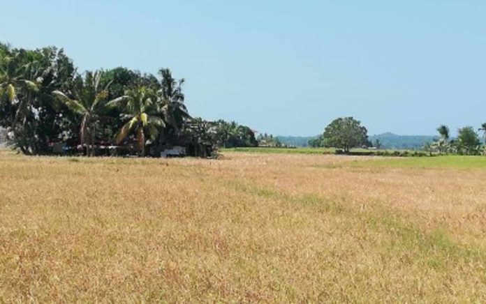 A rice land in Sibalom, Antique dries up as an effect of the El Niño phenomenon in this photo taken on Jan. 4, 2024. PNA PHOTO BY ANNABEL CONSUELO J. PETINGLAY