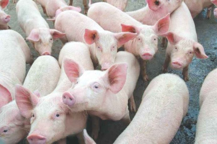 The price of live-weight pork in Negros Occidental currently ranges from P160 to P180 per kilogram, according to the Provincial Veterinary Office.