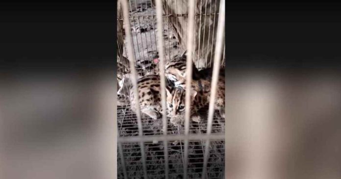 Two Visayan leopard cats, or “maral,” were rescued in Talisay City, Negros Occidental on Monday, Jan. 29. CDRRMO TALISAY CITY, NEG. OCC.