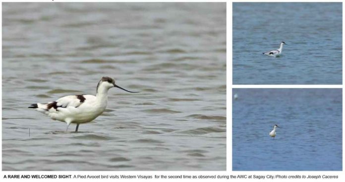 A RARE AND WELCOMED SIGHT. A Pied Avocet visits Western Visayas for the second time during the Asian Waterbird Census in Sagay City, Negros Occidental. JOSEPH CACERES PHOTO / DENR 6