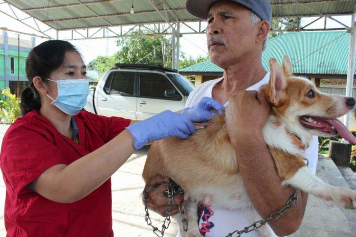 A man holds his pet dog while a veterinary worker administers a free vaccine shot against rabies in Laguna province. Despite being vaccine-preventable, rabies is the cause of more than 59,000 human deaths each year. In the Philippines, at least 200 deaths annually are caused by rabies. PIA