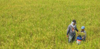 Small rice farmers tilling below two hectares start receiving P5,000 each in cash aid from the Rice Farmers Financial Assistance program. PHOTO COURTESY OF GMANETWORK.COM