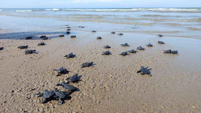 Sea turtle hatchlings were released in Sipalay City, Negros Occidental yesterday, Jan. 22. The local Agriculture Office said their presence in the area indicate a clean environment. SIPALAY LGU PHOTO