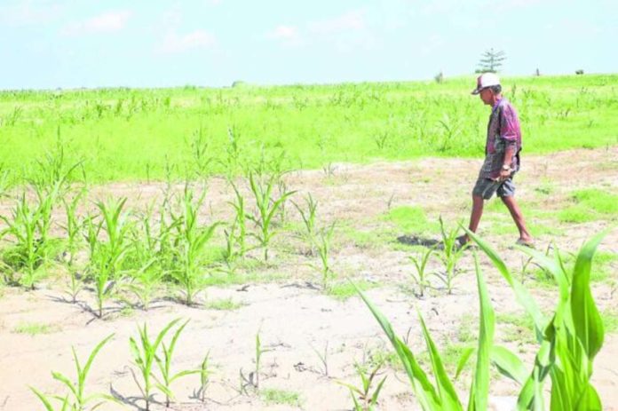 A farmer checks on his corn plantation in the City of Ilagan, Isabela province. His crops start showing signs of stunting due to lack of rainfall in recent weeks. With the onset of the El Niño phenomenon, water levels in major dams in Luzon, including Magat in Isabela, have started to drop, reducing irrigation supply to farms. VILLAMOR VISAYA JR.