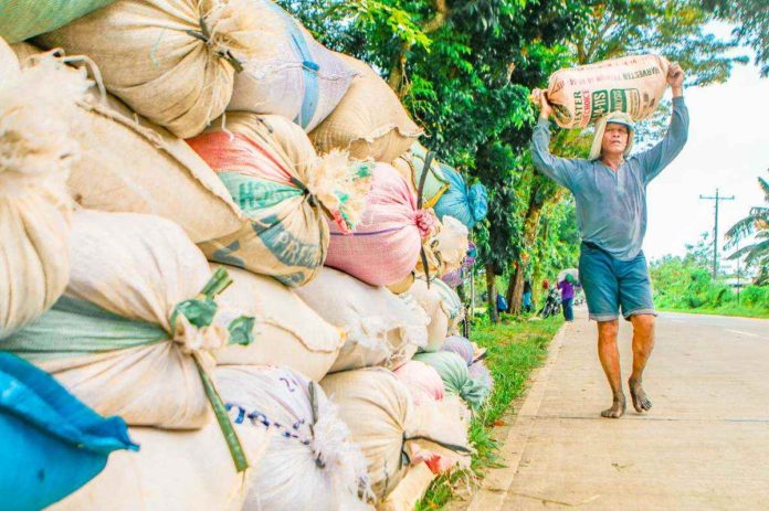 A rice farmer carries a sack of palay in this undated photo. Losses on Antique’s agriculture, particularly on rice, stood at over P72 million so far due to the El Niño phenomenon. DEPARTMENT OF AGRICULTURE-WESTERN VISAYAS