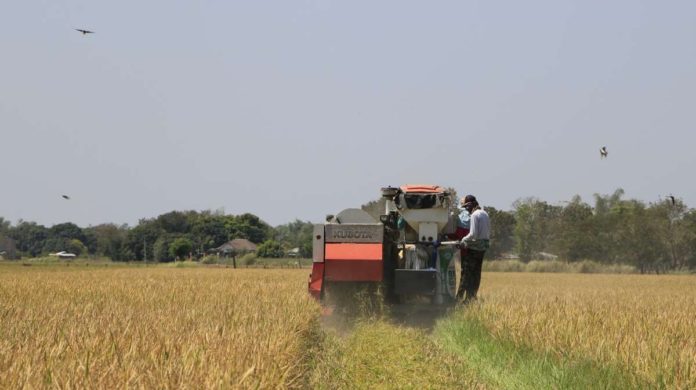 Rice farmers in Negros Occidental suffer P14.4 million crop damages due to the El Niño phenomenon. DA-PHILRICE / FACEBOOK