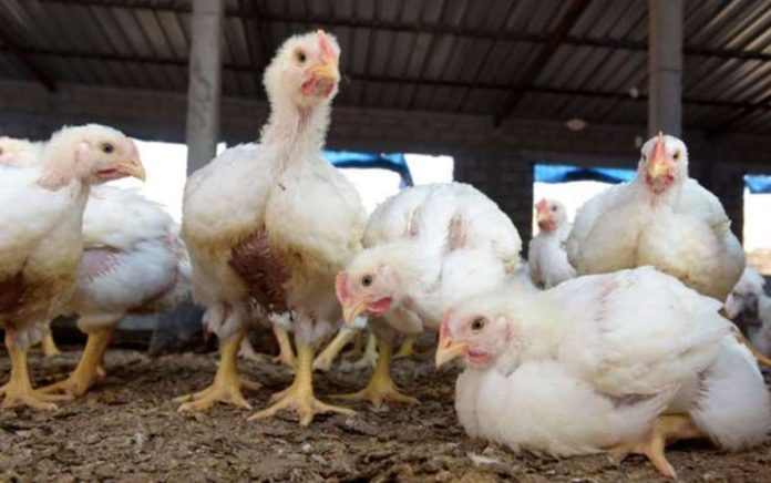 Slaughtering, plucking and handling infected poultry puts people at risk. AFP