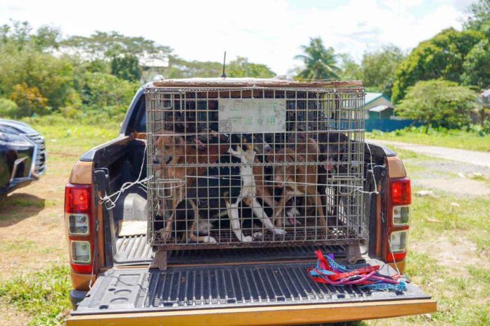 Twenty impounded canines from Bacolod City were adopted and sheltered at the newly-inaugurated dog pound of the city government of Victorias. JAVI BENITEZ / FACEBOOK
