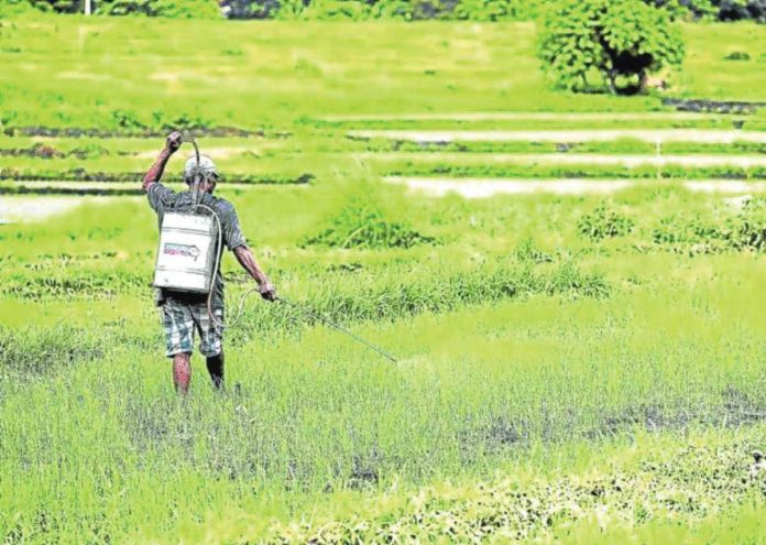 A farmer sprays herbicide, a chemical used to control unwanted plants, on the rice field at Barangay Bunga in Tanza, Cavite. INQUIRER PHOTO / RICHARD A. REYES