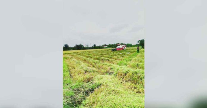 The El Niño phenomenon has affected 373 farmers across 36 villages in Negros Occidental. MARY ARFE ARENAL LABRADOR PHOTO