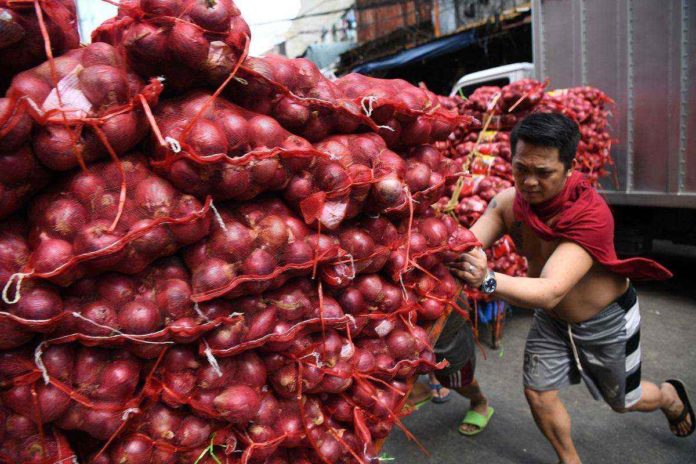 Onion production for 2024 is projected at over 300,000 metric tons, according to the Department of Agriculture. GMANETWORK.COM PHOTO