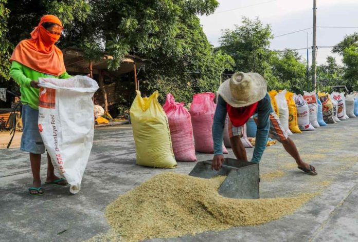 Farmers put their palay inside sacks after hours of traditional sun drying in San Jose, Tarlac. GIGIE CRUZ, ABS-CBN NEWS FILE PHOTO