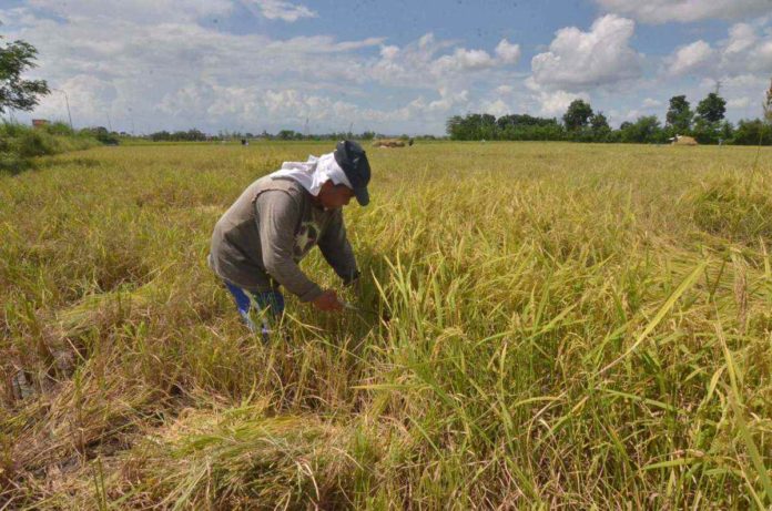 Iloilo Province was the top palay producer in Western Visayas in the fourth quarter of 2023. PN FILE PHOTO