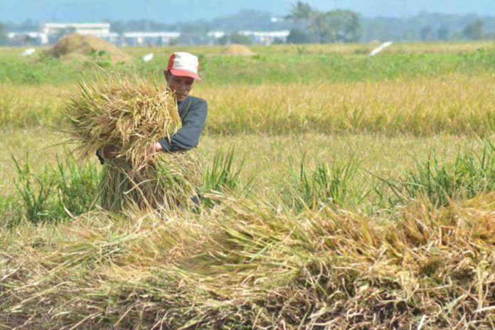 A farmer stockpiles rice crops after a harvest in Santa Barbara, Iloilo. The Philippine Statistics Authority in Region 6 reported a decline in the 2023 production of palay and corn in Western Visayas.PN FILE PHOTO