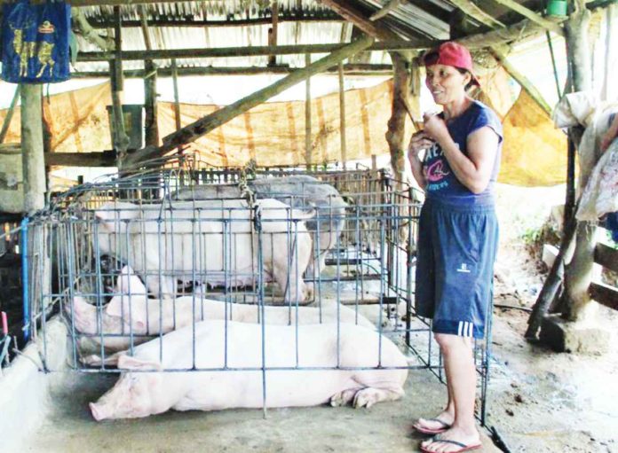 Hog raising in Negros Occidental has been a lucrative and traditional occupation for locals, particularly those in rural areas, for decades. SAAD.DA.GOV.PH PHOTO