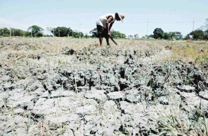 A watermelon farmer looks at his land in Imus, Cavite, which has dried up amid a strong and mature El Niño. File photo by RICHARD A. REYES / Philippine Daily Inquirer