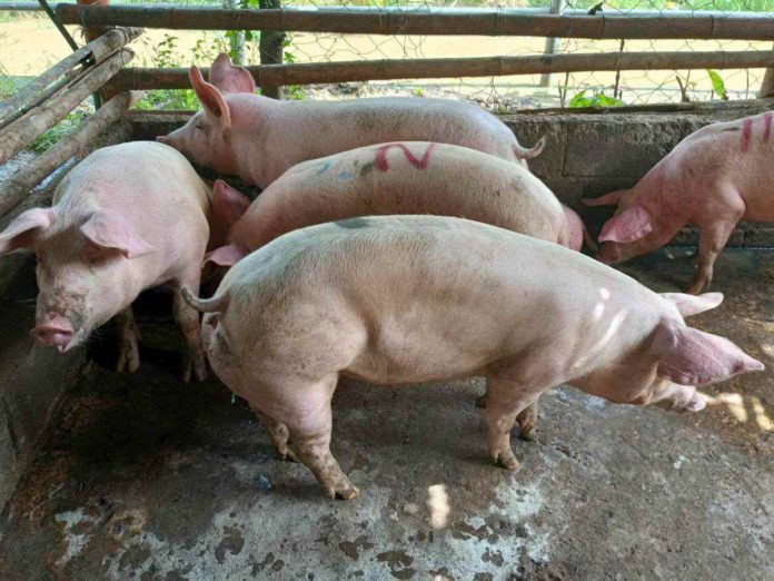 Local hog production reached 1.79 million metric tons (MT) in 2023, higher than 1.73 million MT in 2022, according to the Philippine Statistics Authority. AJ PALCULLO/PN