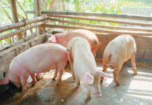 Initial preparation of farms for hog sentinelling program in Western Visayas will be in April and May this year.