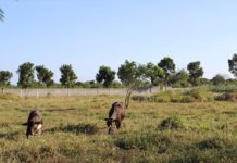 The Iloilo Provincial Veterinary Office says it is vital to provide animals such as carabaos, cows, and goats with sufficient water and multivitamins, such as electrolytes, to replenish their body water amid the hot and dry weather conditions. AJ PALCULLO/PN