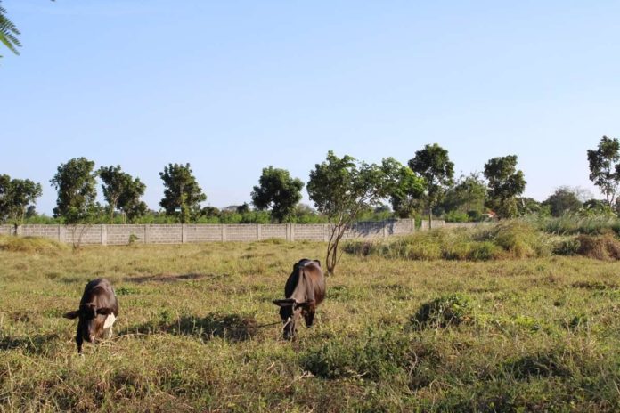 The Iloilo Provincial Veterinary Office says it is vital to provide animals such as carabaos, cows, and goats with sufficient water and multivitamins, such as electrolytes, to replenish their body water amid the hot and dry weather conditions. AJ PALCULLO/PN