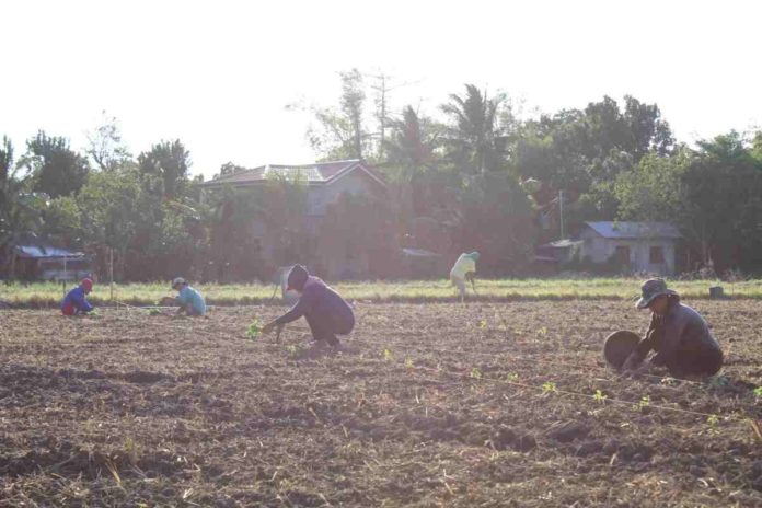 The Provincial Health Office of Negros Occidental has reminded the public, including farmers who are susceptible to the extreme heat, to be well-hydrated. AJ PALCULLO/PN