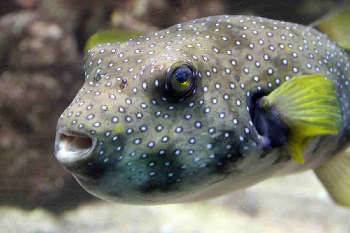 Guimaras Native, Three Others, Die After Eating Puffer Fish