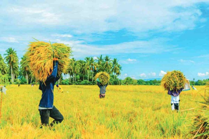 The National Food Authority says it is facing difficulties in procuring palay during the harvest season because traders are outbidding them by buying the grain at higher prices than what the agency offers. PHOTO COURTESY OF DEP’T OF AGRICULTURE XI