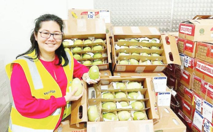 Zona Tan-Sheppard from the Thorny Fruit Company said they received around 1,500 kilograms of fresh carabao mangoes from the Philippines in September 2023. PHOTO COURTESY OF ABC.NET.AU