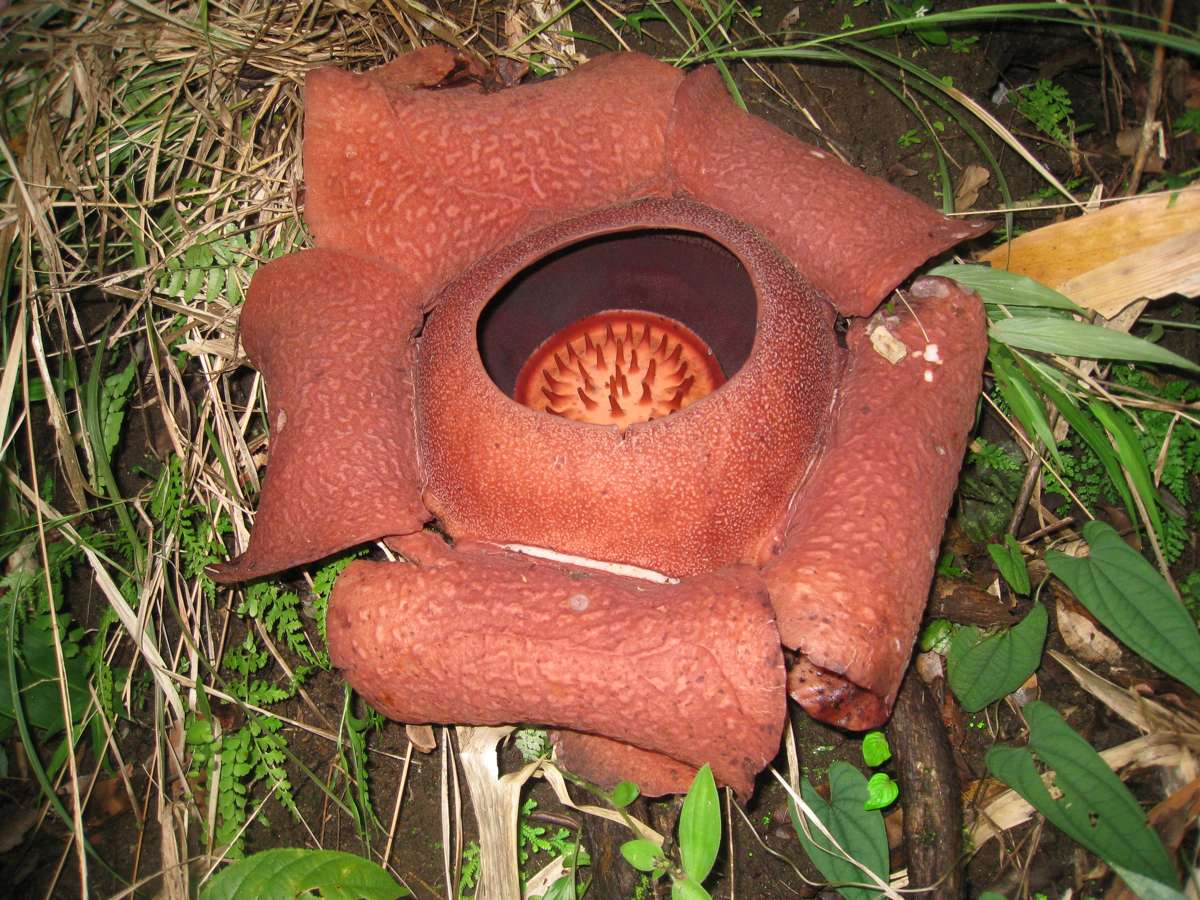  RAFFLESIA SPECIOSA