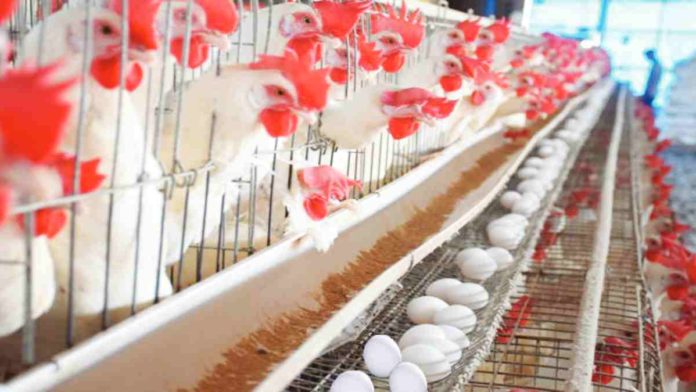 The Philippine Egg Board Association says the intense heat has led to reduced appetites for chickens, which result in fewer and smaller eggs.