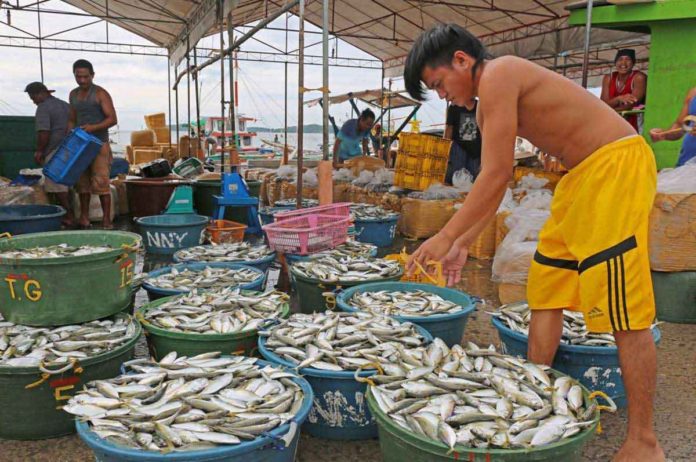 Western Visayas remained service sector-driven based on the Gross Regional Domestic Product. The region’s agriculture, forestry, and fishing industry’s share, meanwhile, was at 15.7 percent with P161.3 billion. PHOTO BY CANDEZE MONGAYA