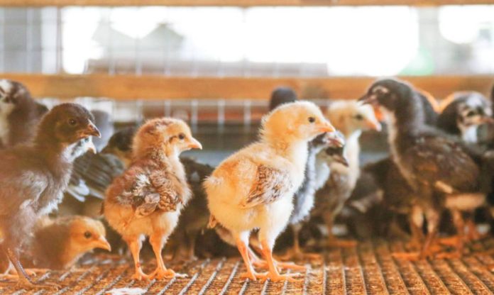 The Department of Agriculture has ordered the lifting of the import ban covering products like poultry meat, day-old chicks, eggs, and semen from Belgium and France. DEPARTMENT OF AGRICULTURE PHOTO