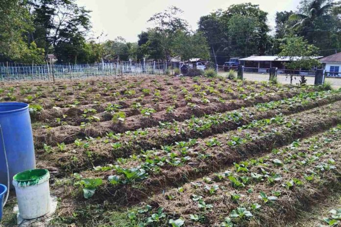 Most of the crops of the Maayon Resource and Development Center Enchanted Farm in Barangay Tapulang, Maayon, Capiz are chinese cabbage, eggplant, cucumber, and okra. They plan to sell their harvested crops in the community. PHOTO COURTESY OF ENP RONJEL DELFIN