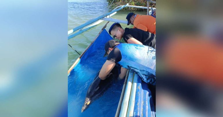 Stranded bottlenose dolphin rescued