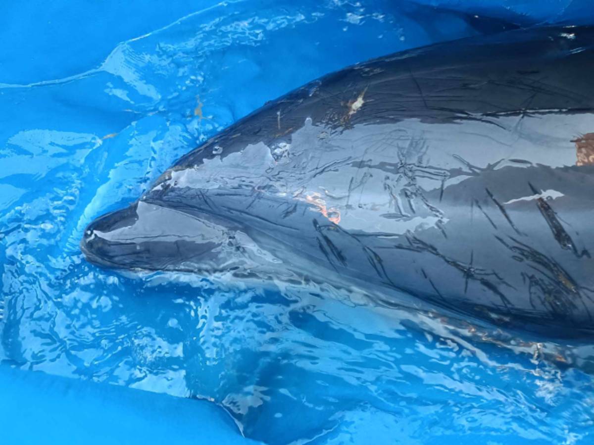 Stranded bottlenose dolphin rescued