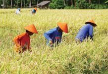 Farmers work in a rice field in Barangay Hubangon, Mahinog, Camiguin on Labor Day, May 1, 2024. Regular workers shun the heat, but they welcome even extreme conditions as long as their crops grow just fine. PNA PHOTO BY JOAN BONDOC